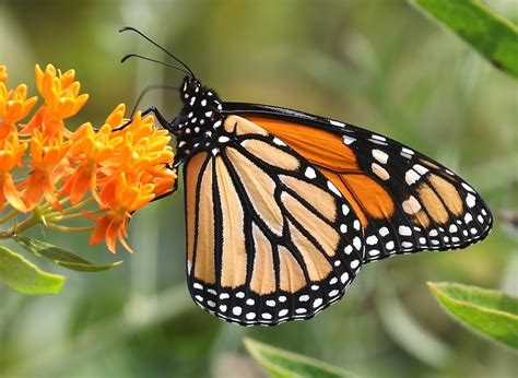 See monarch butterflies at Wilton Wildlife Preserve & Park